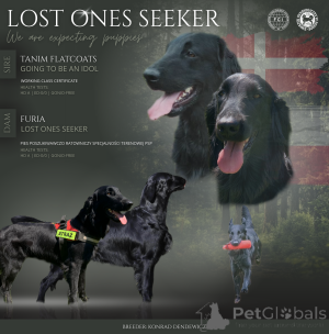 Photo №1. flat-coated retriever - for sale in the city of Żary | 1445$ | Announcement № 163894