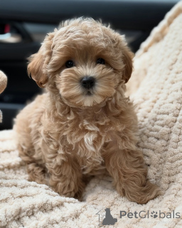 Photo №1. maltipu - for sale in the city of Hamburg | negotiated | Announcement № 167212