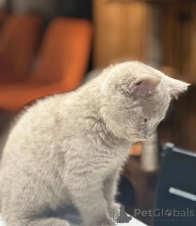 Photo №1. british shorthair - for sale in the city of Borlänge | negotiated | Announcement № 155694