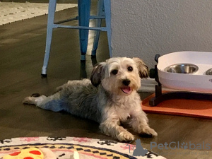 Photo №2 to announcement № 126828 for the sale of yorkshire terrier - buy in France breeder