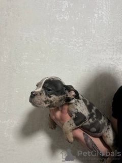 Photo №3. American Bula micro. Russian Federation