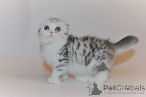 Photo №1. munchkin - for sale in the city of Belgrade | 317$ | Announcement № 98354