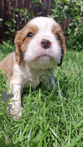 Photo №2 to announcement № 145737 for the sale of american cocker spaniel, english cocker spaniel, english springer spaniel, welsh springer spaniel, irish water spaniel, spanish water dog, cavalier king charles spaniel, cavalier king charles spaniel, clumber spaniel, russian spaniel, setter, tibetan spaniel - buy in Lithuania private announcement, from nursery, breeder