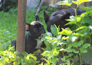 Additional photos: French bulldog puppy, male show class FCI Ivanovo
