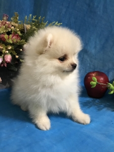 Photo №1. pomeranian - for sale in the city of Москва | 648$ | Announcement № 6951