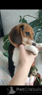 Photo №4. I will sell beagle in the city of Minsk. from nursery - price - 302$