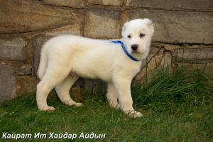 Photo №1. central asian shepherd dog - for sale in the city of Ekaterinoslavka | 335$ | Announcement № 3612