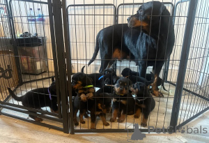 Photo №1. rottweiler - for sale in the city of Bonndorf | 361$ | Announcement № 178870