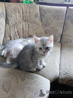 Photo №4. I will sell british shorthair in the city of Halle (Saale). private announcement - price - 372$