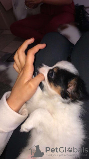 Photo №4. I will sell papillon dog in the city of Munich. breeder - price - 317$