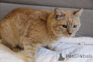 Photo №3. Simbochka is a charming red -haired cat looking for a house and a loving family!. Belarus