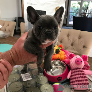 Photo №2 to announcement № 85775 for the sale of french bulldog - buy in Czech Republic private announcement