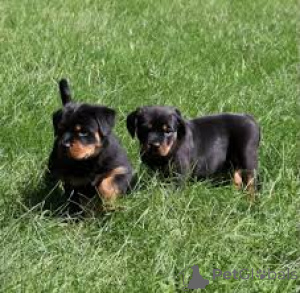 Photo №3. Rottweiler puppies for sale. Canada