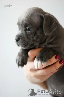Photo №2 to announcement № 31469 for the sale of staffordshire bull terrier - buy in Russian Federation from nursery