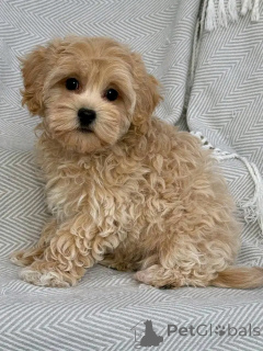 Photo №2 to announcement № 151113 for the sale of cavalier king charles spaniel, poodle (royal), poodle (toy) - buy in Germany private announcement, from the shelter