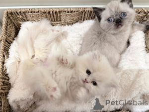 Photo №2 to announcement № 172413 for the sale of munchkin - buy in Germany breeder
