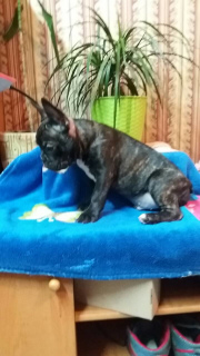 Photo №2 to announcement № 4686 for the sale of french bulldog - buy in Ukraine private announcement