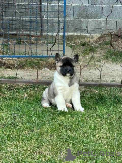 Additional photos: American Akita puppies