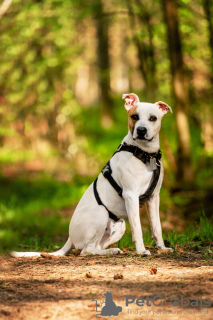 Additional photos: The beautiful dog Darius is in good hands.