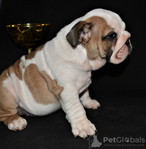 Photo №1. english bulldog - for sale in the city of St. Petersburg | 679$ | Announcement № 8356