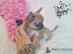 Photo №1. chihuahua - for sale in the city of Głogów | 1479$ | Announcement № 100846