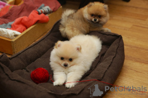 Additional photos: German Spitz