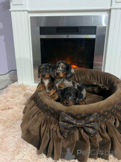 Photo №3. Long-haired miniature dachshund, Merle. Serbia