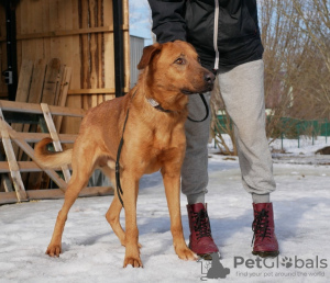 Photo №1. non-pedigree dogs - for sale in the city of St. Petersburg | Is free | Announcement № 40319