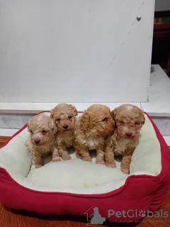 Additional photos: Maltipoo puppies