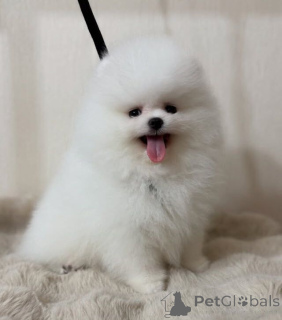 Photo №2 to announcement № 147119 for the sale of pomeranian - buy in United States private announcement