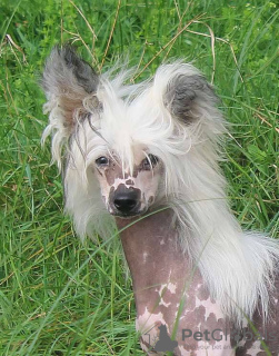 Photo №1. chinese crested dog - for sale in the city of Munich | 370$ | Announcement № 105361