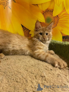 Photo №3. Maine Coon kitten with family tree n/n genetically free of hereditary diseases. Germany