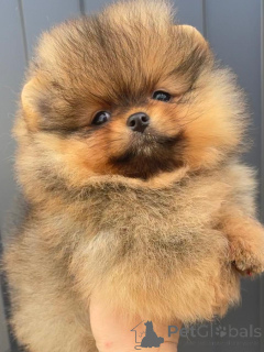 Photo №4. I will sell pomeranian in the city of Paris. from nursery, breeder - price - 1000$