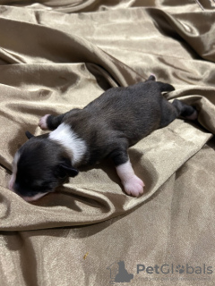 Photo №3. Chinese Crested Puppies - Reservations / Warsaw. Slovakia