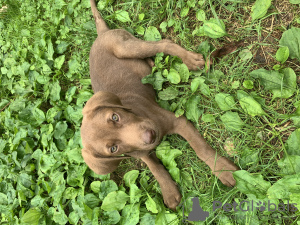 Photo №4. I will sell labrador retriever in the city of Tbilisi. private announcement - price - Is free