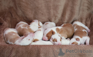 Additional photos: Podenco Ibicenco puppies.