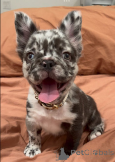 Photo №1. french bulldog - for sale in the city of Berlin | 941$ | Announcement № 137160