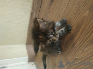 Photo №2 to announcement № 145288 for the sale of maine coon - buy in Moldova breeder