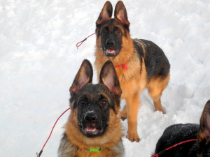 Additional photos: Gorgeous puppies of the German shepherd, from the healthy parents of the