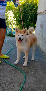 Photo №4. I will sell akita in the city of Kruševac. breeder - price - 941$