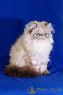 Photo №2 to announcement № 165940 for the sale of himalayan cat - buy in France private announcement, breeder