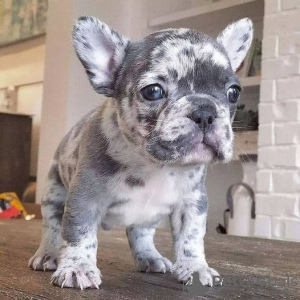 Photo №1. french bulldog - for sale in the city of Stockholm | 423$ | Announcement № 84876