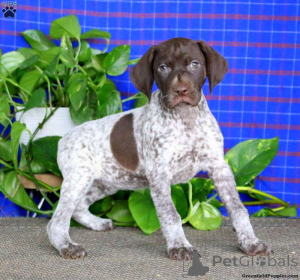 Photo №1. german shorthaired pointer - for sale in the city of Aleksandria pierwsza | 403$ | Announcement № 172659