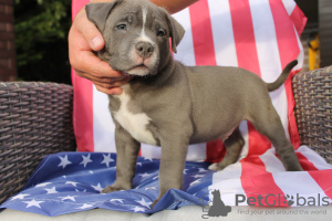 Photo №1. american bully - for sale in the city of Poznan | negotiated | Announcement № 57964