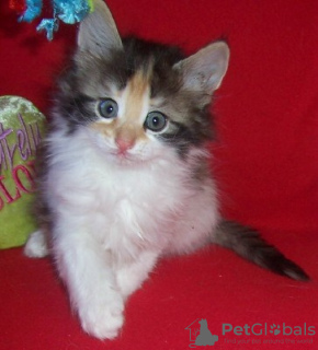 Photo №1. norwegian forest cat - for sale in the city of Berlin | 370$ | Announcement № 112419