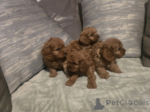 Photo №1. non-pedigree dogs - for sale in the city of New York | 376$ | Announcement № 132008