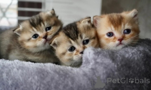 Photo №4. I will sell munchkin in the city of Barendrecht. private announcement - price - 599$