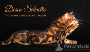 Photo №4. I will sell bengal cat in the city of Syktyvkar. from nursery, breeder - price - negotiated