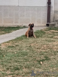 Photo №3. Boerboel South African Mastiff. Serbia