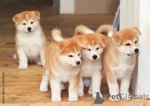 Photo №2 to announcement № 136051 for the sale of akita - buy in Switzerland 